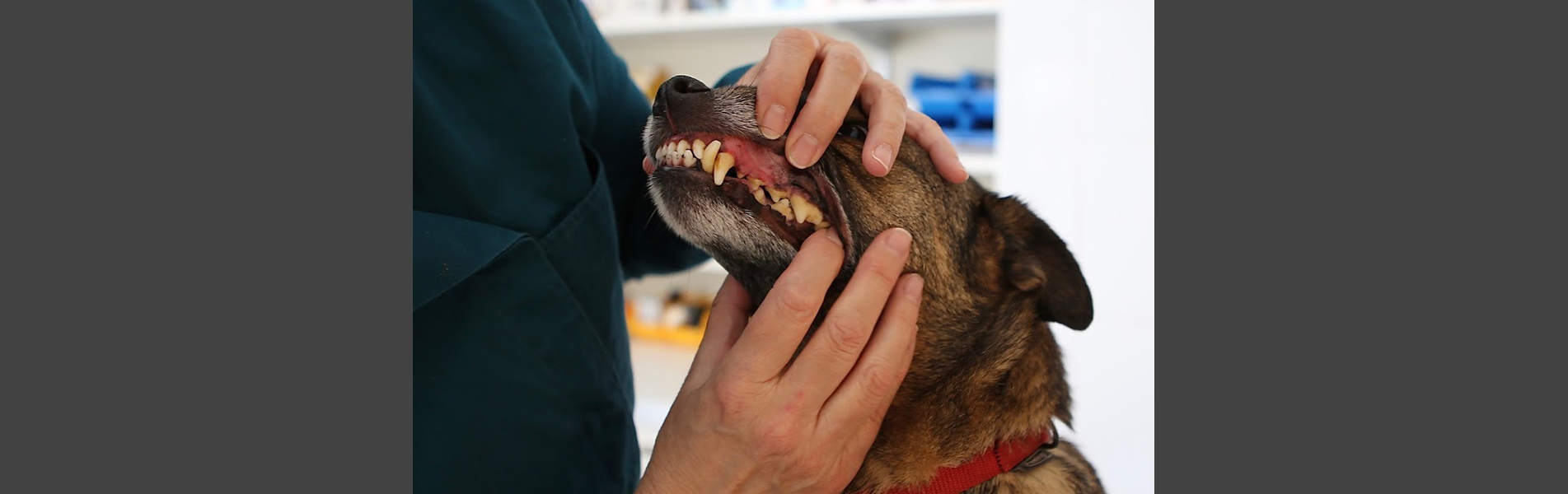 Anidoc dierenartsenpraktijk - Dr. Iefje Ceulemans